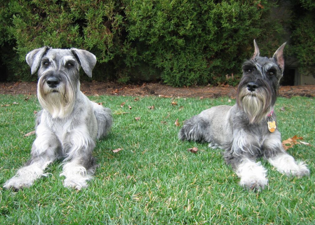 #20. Standard schnauzer (tie)